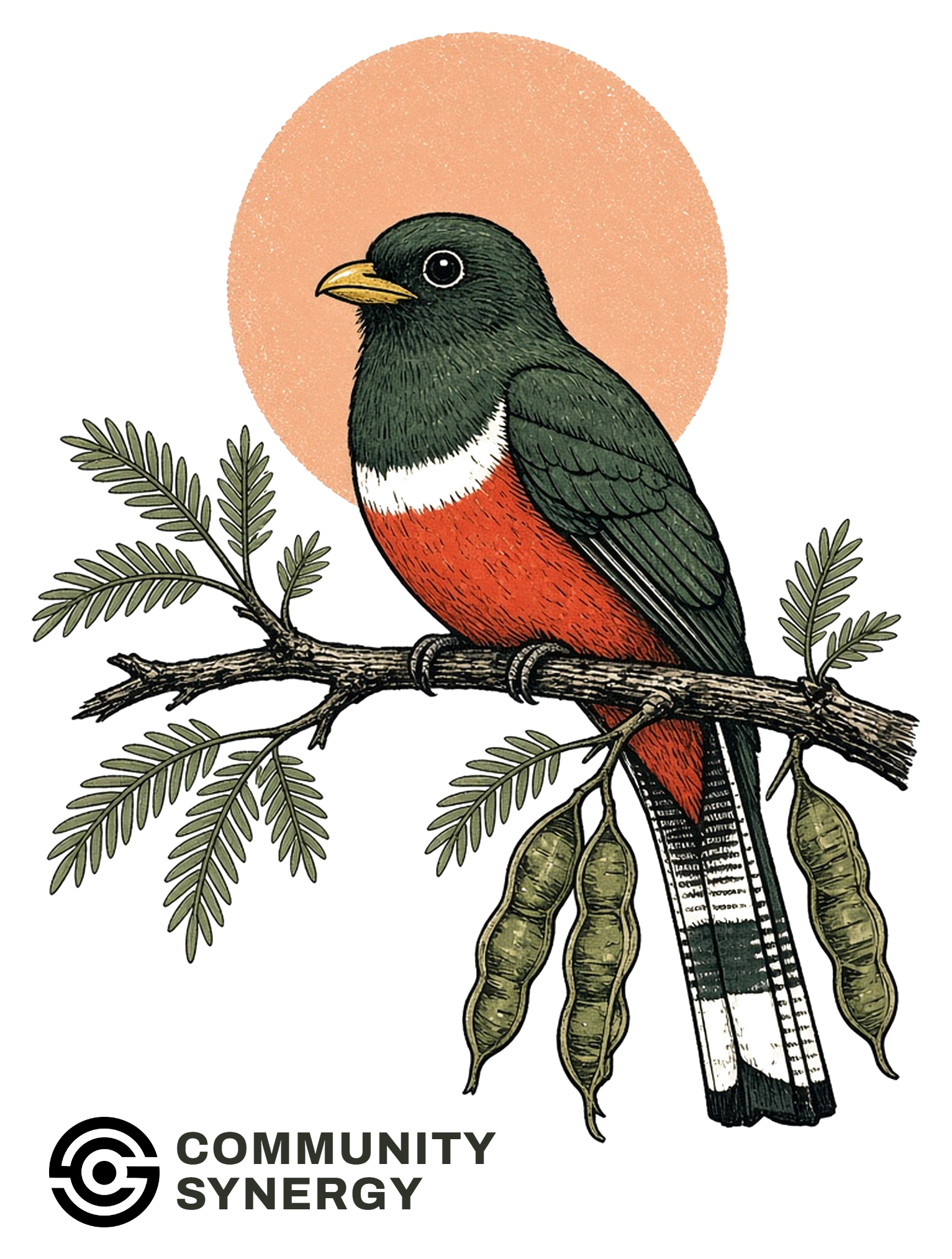 An Elegant Trogon on a mesquite branch. Community Synergy.
